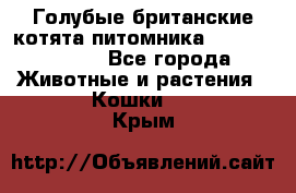 Голубые британские котята питомника Silvery Snow. - Все города Животные и растения » Кошки   . Крым